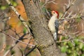 Red-bellied Woodpecker - Melanerpes carolinus Royalty Free Stock Photo