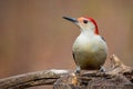 Red Bellied Woodpecker Melanerpes carolinus Profile on Fallen Tree Trunk