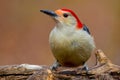 Red Bellied Woodpecker Melanerpes carolinus Profile on Fallen Tree Trunk Royalty Free Stock Photo