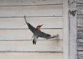 Red Bellied Woodpecker near a barn Royalty Free Stock Photo