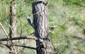 Red-bellied Woodpecker pecking pine tree, Georgia, USA