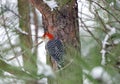 Red-bellied Woodpecker on snowy pine tree, Georgia, USA Royalty Free Stock Photo