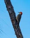 Red Bellied Woodpecker pecks at the bark of tree Royalty Free Stock Photo