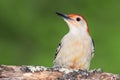 Red-bellied Woodpecker Perched on a Branch of a Tree Royalty Free Stock Photo
