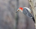 Red-bellied Woodpecker Perched Royalty Free Stock Photo