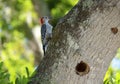 Red-bellied woodpecker perched in an oak tree by its nest hole Royalty Free Stock Photo