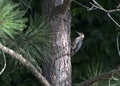 Red-bellied Woodpecker in Loblolly Pine Tree, Georgia USA