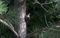 Red-bellied Woodpecker in Loblolly Pine Tree, Georgia USA