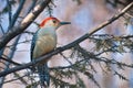 Red-Bellied Woodpecker Perched in Tree Royalty Free Stock Photo