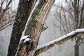 Red Bellied Woodpecker Perched on a Tree in a Snow Storm Royalty Free Stock Photo