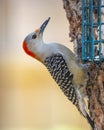 Red-Bellied Woodpecker perched Royalty Free Stock Photo