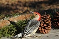 Red-bellied Woodpecker And Pine Cones