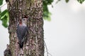 Red bellied woodpecker poses in oak tree