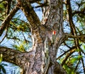 Red Bellied Woodpecker Posing on the Pine Tree Royalty Free Stock Photo