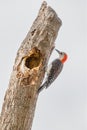 Red Bellied Woodpecker