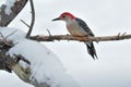 Red-bellied woodpecker Royalty Free Stock Photo