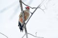 Red-bellied woodpecker Royalty Free Stock Photo