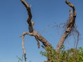 Red Bellied Woodpecker Hiding in a Dead Tree Royalty Free Stock Photo