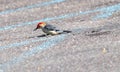 Red-bellied woodpecker sitting on pavement eating