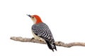 Red-bellied woodpecker with a snow covered beak Royalty Free Stock Photo