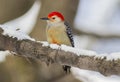 A Red-bellied woodpecker on a snow-covered branch. Royalty Free Stock Photo