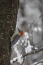 Red-Bellied Woodpecker on Snowy Apple Tree III Royalty Free Stock Photo