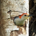 Red-Bellied Woodpecker Royalty Free Stock Photo
