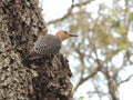 Red-Bellied Woodpecker on the Tree