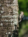 Red Bellied Woodpecker on Tree Trunk Royalty Free Stock Photo