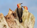 Red-bellied woodpeckers Royalty Free Stock Photo