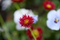 Red Bellis Perenis as a close up Royalty Free Stock Photo