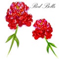 Red Bells Flower Royalty Free Stock Photo