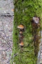 Red belt conks grow on a mossy alder trunk