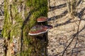 Red belt conks grow on a mossy alder trunk