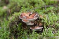 Red-belted bracket fungi Fomitopsis pinicola in the forest, lichen mushroom, nature background