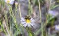 A Red-belted Bumbe Bee Bombus rufocinctus Gathering Pollen on Beautiful White Flowers in the Mountains of Colorado Royalty Free Stock Photo