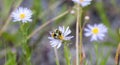 A Red-belted Bumbe Bee Bombus rufocinctus Gathering Pollen on Beautiful White Flowers in the Mountains of Colorado Royalty Free Stock Photo