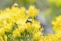 A Red-belted Bumbe Bee Bombus rufocinctus Gathering Pollen on Beautiful White Flowers in the Mountains of Colorado Royalty Free Stock Photo