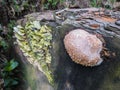 Red belted conk fungus