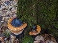 Red Belted Conks growing on a tree Royalty Free Stock Photo