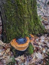 Red Belted Conks growing on a tree Royalty Free Stock Photo