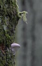 Red-belted Polypore Fomitopsis pinicola