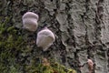 Red-belted Polypore Fomitopsis pinicola