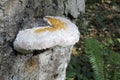 Red-belted Polypore Fomitopsis pinicola