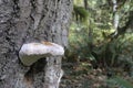 Red-belted Polypore Fomitopsis pinicola