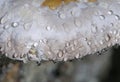 Red-belted Polypore Fomitopsis pinicola close up with water drops