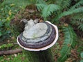 Red-belted Polypore Fungus