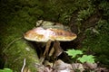 Red belted polypore growing at base of tree