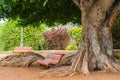 Red bench sitting surrounded by big roots under the green giant tree.