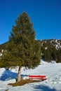 Red bench under fir tree in snowy landscape at sunny day
